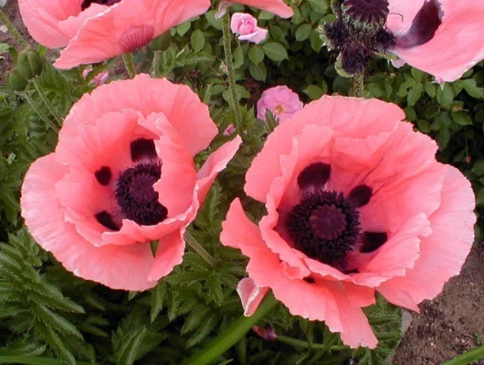 PAPAVER orientalis 'Prinzessin Victoria Louise' - Pavot d'orient