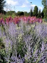 PEROVSKIA atriplicifolia 'Little Spire'® - Sauge d'Afghanistan