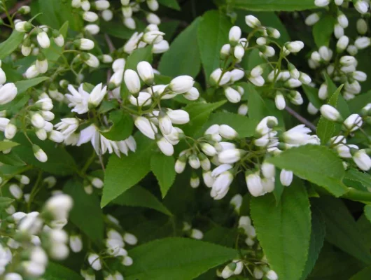 DEUTZIA gracilis - Deutzie