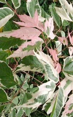 ACER negundo 'Flamingo' - Erable a feuilles de frêne