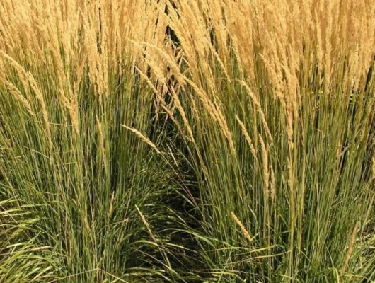 CALAMAGROSTIS acutiflora 'Karl Foerster' - Graminée, Calamagrostide