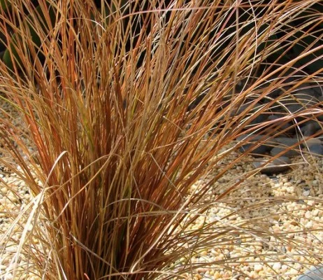 CAREX buchananii