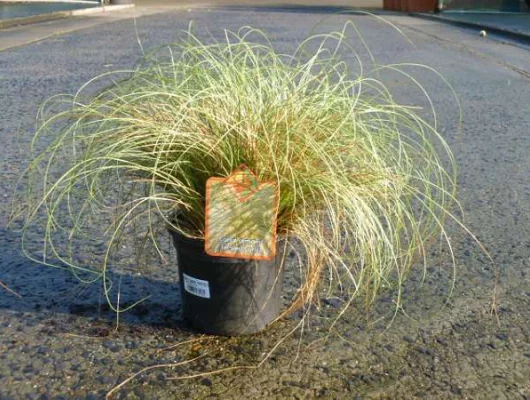 CAREX comans 'Frosted Curls' - Graminée, Laîche