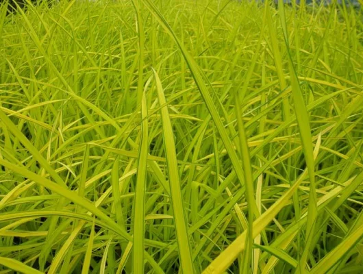 CAREX elata 'Aurea'