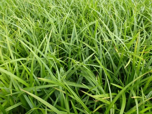 CAREX foliosissima 'Irish Green'