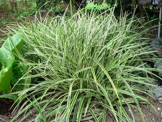 CAREX morrowii 'Ice Dance' - Graminée, Laîche