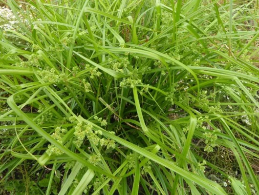 CAREX grayi - Graminée, Laîche