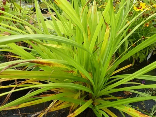 CAREX pendula - Graminée, Laîche