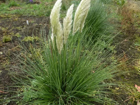 CORTADERIA selloana 'Pumila' - Herbe de la pampa naine