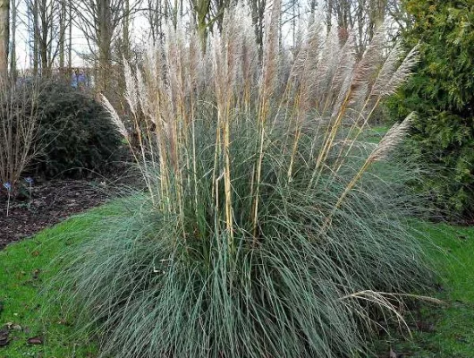 CORTADERIA selloana - Herbe de la pampa blanche