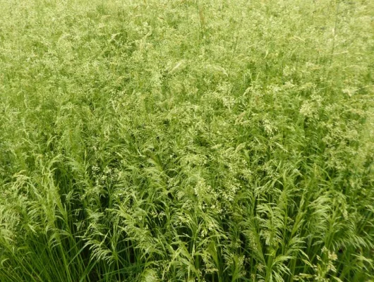 DESCHAMPSIA cespitosa 'Goldschleier'