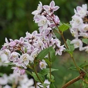 DEUTZIA kalmiiflora - Deutzie à fleurs roses