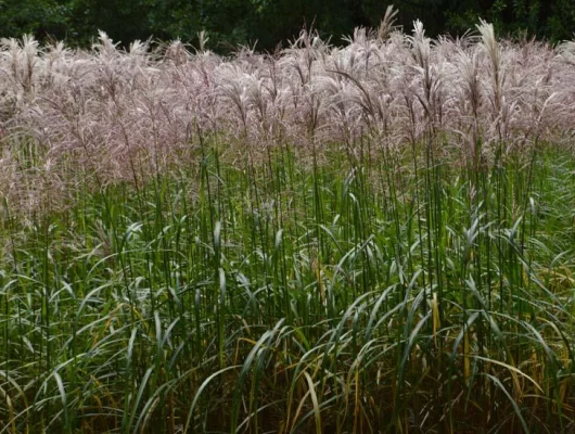 MISCANTHUS sinensis 'Malepartus' - Graminée, Eulalie 'Malepartus'