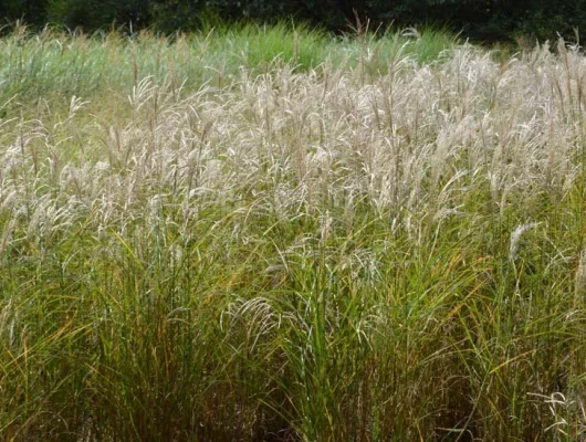 MISCANTHUS sinensis 'Sarabande'