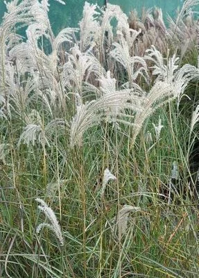 MISCANTHUS sinensis 'Silberfeder'