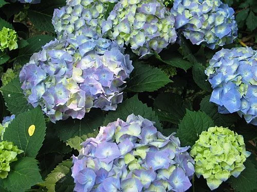 HYDRANGEA 'Bleu' - Hortensia Bleu