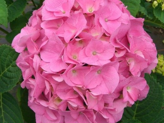 HYDRANGEA 'Rose' - Hortensia Rose