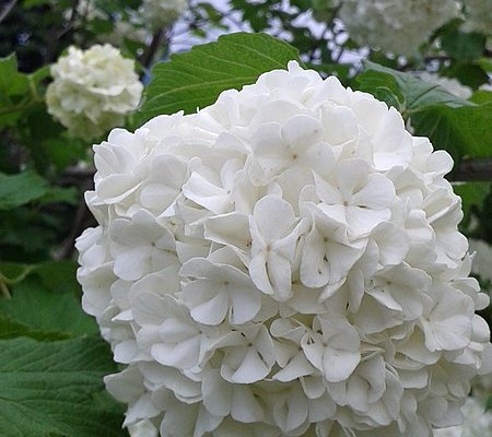 HYDRANGEA 'Blanc' - hortensia