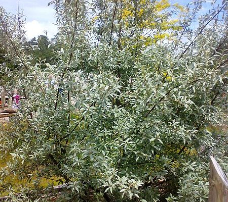 ELAEAGNUS angustifolia 'Quicksilver' - Olivier de bohème, Eleagnus