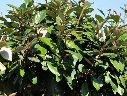 ELAEAGNUS ebbingei 'Compacta'