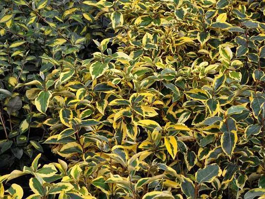ELAEAGNUS ebbingei 'Gilt Edge' - Chalef 'Gilt Edge'