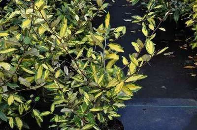 ELAEAGNUS pungens 'Maculata' - Chalef piquant 'Maculata', Eleagnus