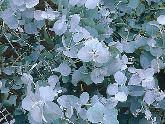 EUCALYPTUS gunnii - Eucalyptus