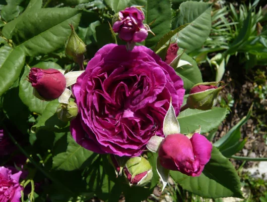 ROSIER arbustif  'PURPLE LODGE' ® Ora2437