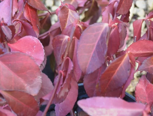 EUONYMUS fortunei 'Dart's Blanket' - Fusain rampant