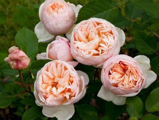 ROSIER Grande fleur 'BELLE ROMANTICA' ® Meigamancey