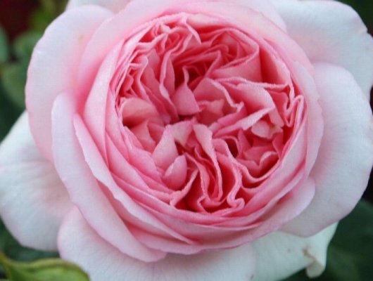 ROSIER Grande fleur 'BOBINO' ® Tan 04608