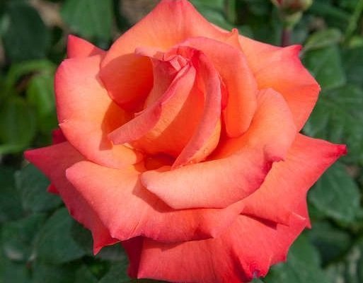 ROSIER Grande fleur 'CHRISTOPHE COLOMB' ® Meironsse