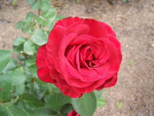 ROSIER Grande fleur 'NEFERTITI' ® Dorfarou