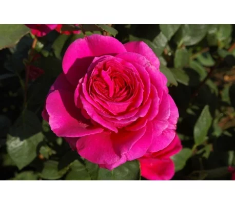 ROSIER Grande fleur 'NUIT D'ORIENT' ® steibigpu