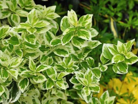 EUONYMUS fortunei 'Emerald'n Gaiety' - fusain rampant