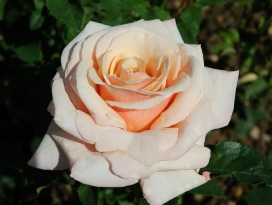 ROSIER Grande fleur 'PAUL RICARD' ® Meinivoz