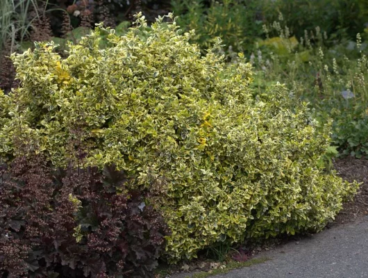 EUONYMUS fortunei 'Emerald'n Gold' - Fusain rampant