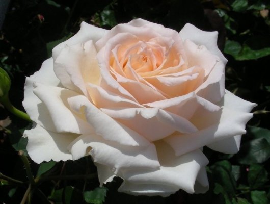 ROSIER Grande fleur 'SWEET LOVE' ® Harmisty