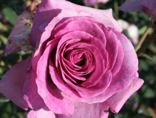ROSIER Grande fleur 'VIOLETTE PARFUMEE ® Dorient