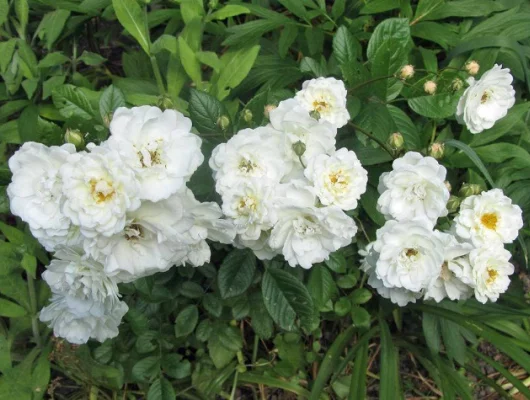 ROSIER Miniature 'LITTLE WHITE' ® Tan98145