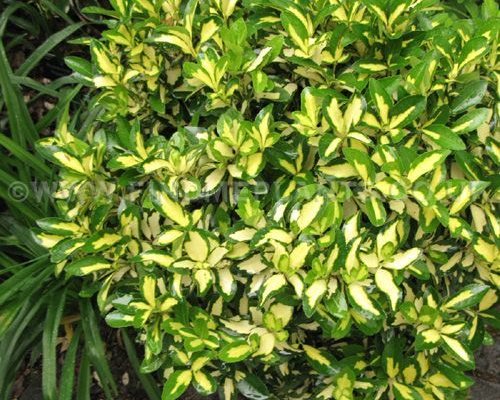 EUONYMUS fortunei 'Sunspot' - Fusain à feuilles persistantes 'Sunspot'