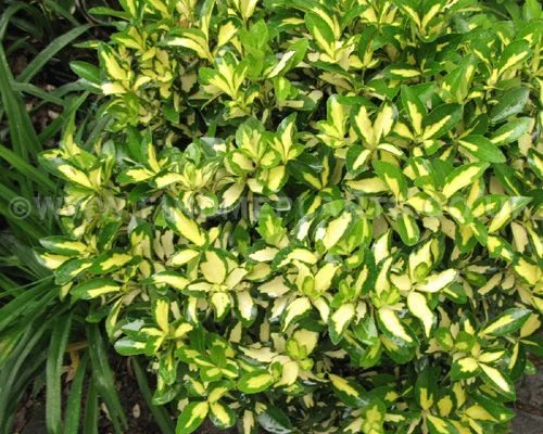 EUONYMUS fortunei 'Sunspot' - Fusain persistant 'Sunspot'