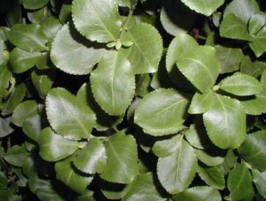 EUONYMUS fortunei 'Vegetus' - Fusain rampant à feuilles vertes 'Vegetus'