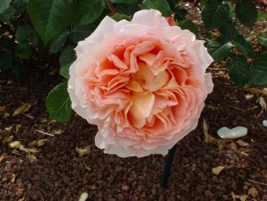 Rosier AUSTIN TIGE 'ABRAHAM DARBY '® Auscot