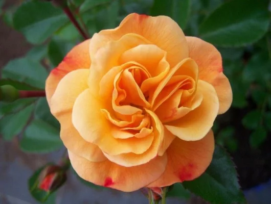 ROSIER TIGE 'CALIZIA' ® Noa97400A