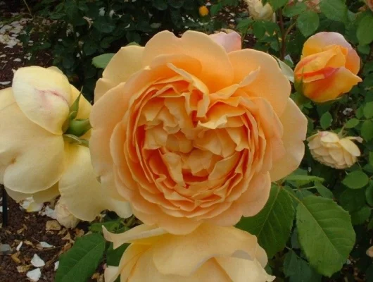 Rosier AUSTIN TIGE 'GOLDEN CELEBRATION' ® Ausgold