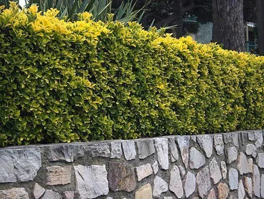 EUONYMUS japonicus 'Aureomarginatus' - Fusain du Japon