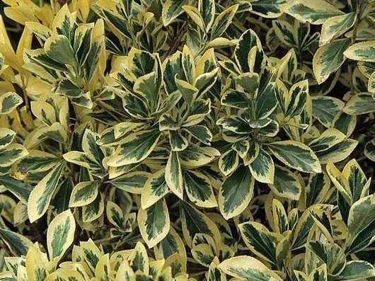 EUONYMUS japonicus 'Bravo' - Fusain du Japon