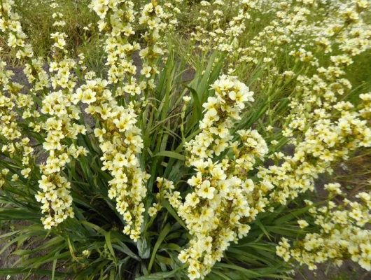 SISYRINCHIUM striatum - Bermudienne