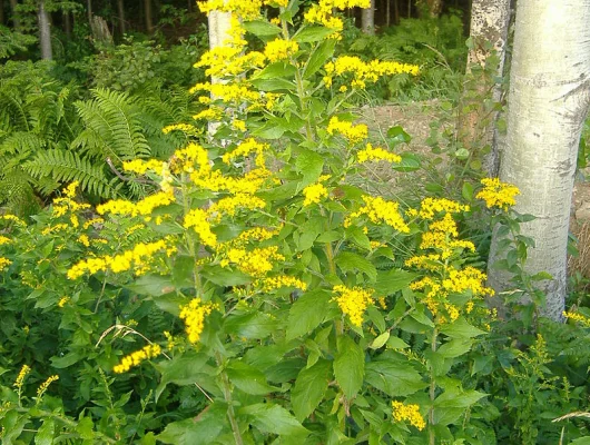 SOLIDAGO 'Goldenmosa' - Verge d'or